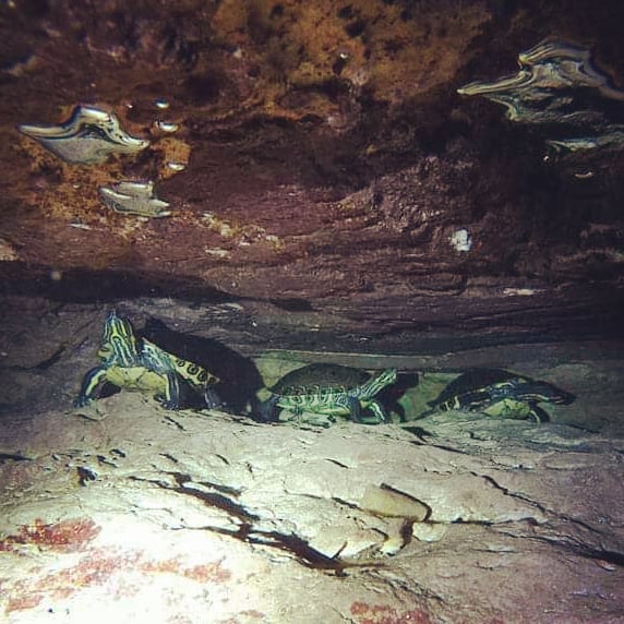 Turtle at Car Wash Cenote