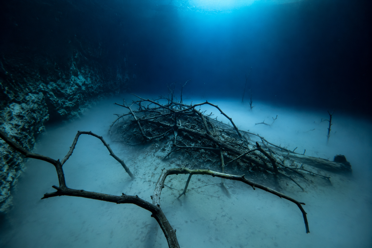 Hydrogen sulfide cloud surrounding submerged tree branches at Cenote Angelita near Tulum Mexico